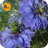 NIGELLA DAMASCENA MISS JECKYLL BLUE 8 SZTUK